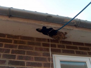 Asbestos insulation board used as a soffit to a 1970's residential property - deliberately broken to allow cables to be passed through